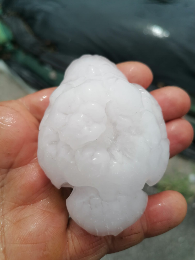 aj takúto veľkú krúpu zaznamenali v Slovinsku, autor: Jela Pavlin