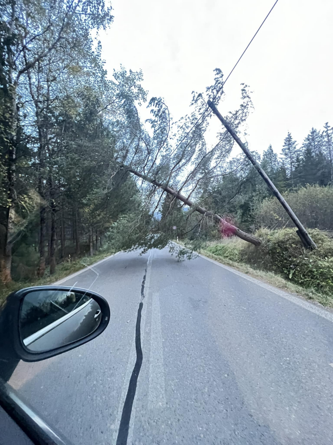 spadnutý strom pri Zuberci