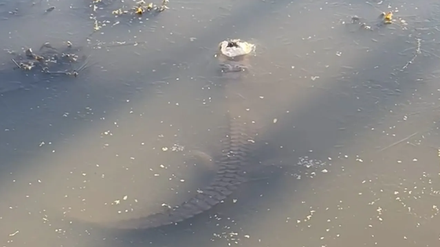 Polárny vír spôsobil chaos. Bola taká zima, že aligátory zamrzli