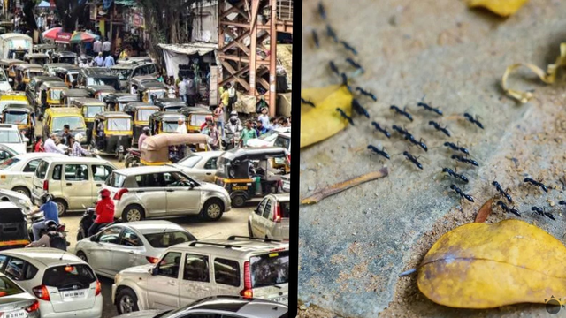 Koniec dopravným zápcham? Inšpiráciou pre ľudí by mohli byť MRAVCE