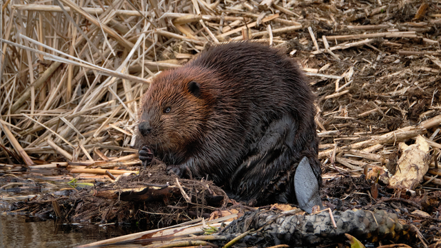 Bobria rodinka vyriešila problém s vodou. Vláde ušetrila milióny