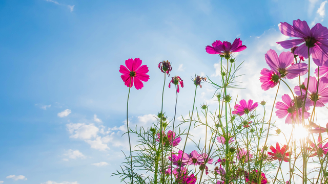 Slnečné počasie v úvode jari predstavuje problém. Tu je dôvod