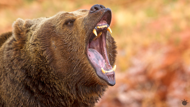 AKTUÁLNE: Muža napadol medveď. Na miesto letel záchranársky vrtuľník