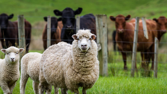 Zvieratá sú opäť v ohrození. Z Česka sa šíri ďalší vírus