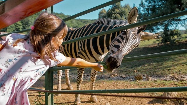 Slintačka a krívačka: Postupne sa uvoľňujú opatrenia. Košická Zoo hlási straty vo výške 300 000 €