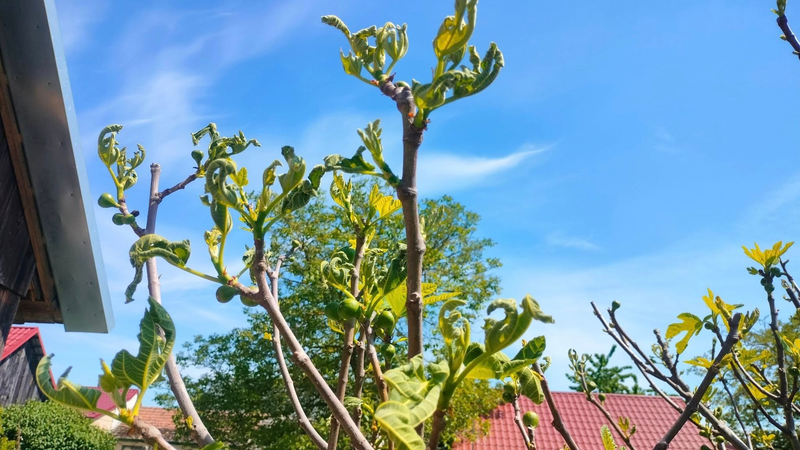 Zničený figovník, foto: FB Paťka Včela