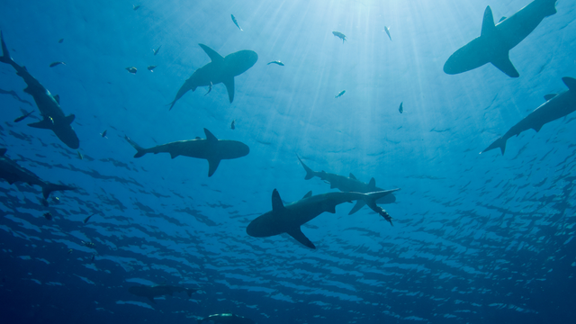 MAPA: Toto je 10 najnebezpečnejších pláží v Európe. Kde všade číhajú žraloky?