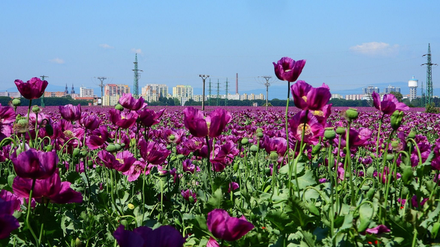 AKTUÁLNE: Teploty na Slovensku stúpajú, atakujú +30 °C. V okolitých krajinách zúria búrky