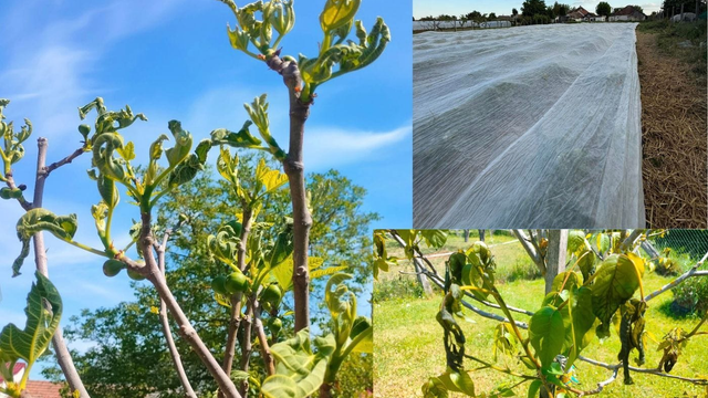 Slovenskí poľnohospodári majú hlavu v smútku. Časť úrody počasie zničilo