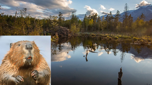 Katastrofálne sucho na Slovensku zachraňujú bobry