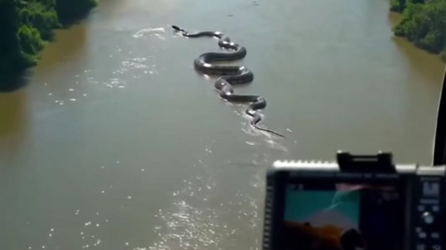 Fotografia obrovskej anakondy obletela svet. Je to fake či realita?