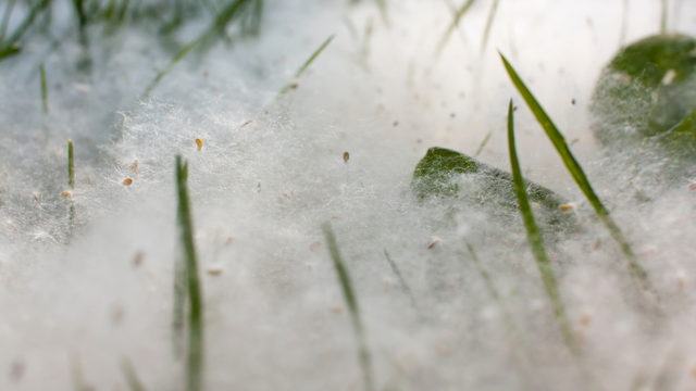 Pozor, v ovzduší sa nachádza tzv. topoľová vata. Spôsobuje mechanické dráždenie slizníc
