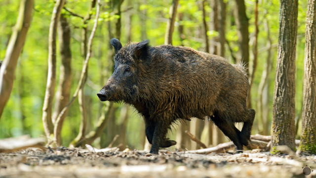Bratislavčania, pozor: V Horskom parku sa vyskytol diviak. Čo robiť keď dôjde k stretnutiu?