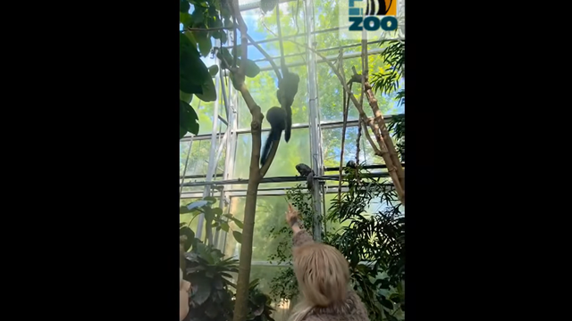 Česká ZOO je pobúrená. Ľudia nakŕmili opice čokoládou