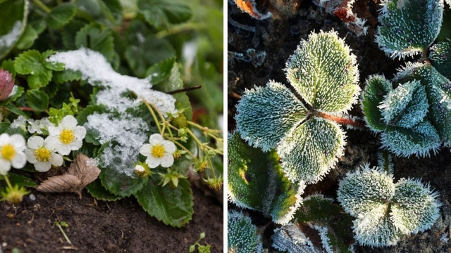 Noc bude mrazivá, no nie všade. Tieto regióny čaká v noci mráz