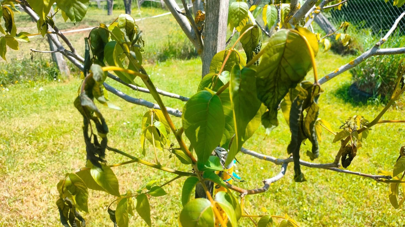 Zničený orech, foto: FB Paťka Včela