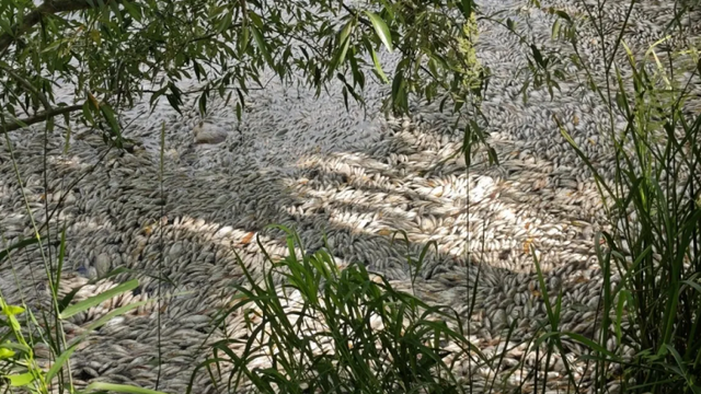 Hromadný úhyn rýb kvôli vysokým teplotám. Vo vode došiel rybám kyslík