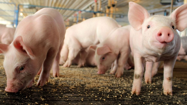 Búrky spôsobili tragédiu: Po výpadku prúdu uhynulo 1 000 ošípaných