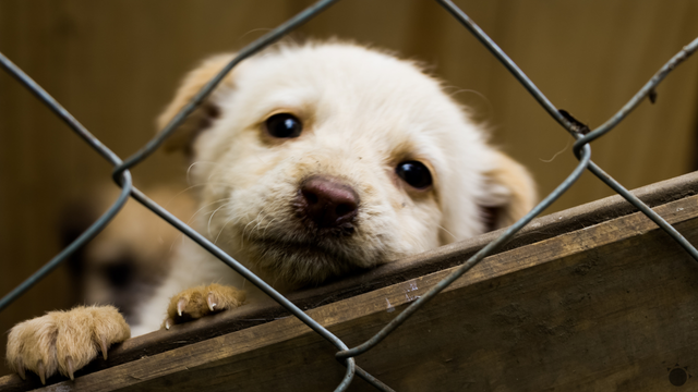 EÚ si posvieti na nelegálne množiarne zvierat. Chovateľov čakajú nové povinnosti