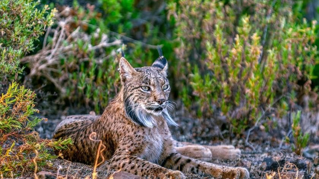Rys sa v tejto krajine extrémne rozšíril. Nedávno mu ešte hrozilo vyhynutie