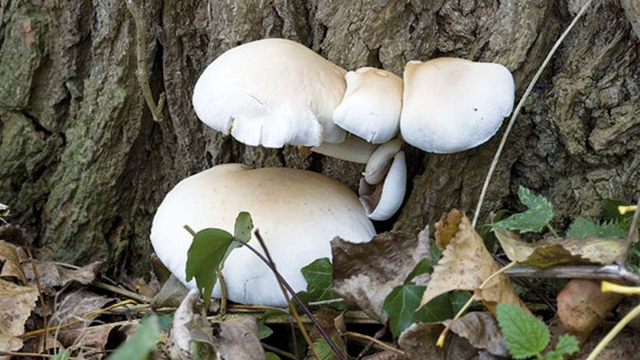 Počasie sa umúdrilo. Hubári budú môcť vyraziť po prvé úlovky