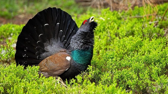 TANAP podľa aktivistov povoľuje ťažbu v územiach hlucháňa. Správca to odmieta