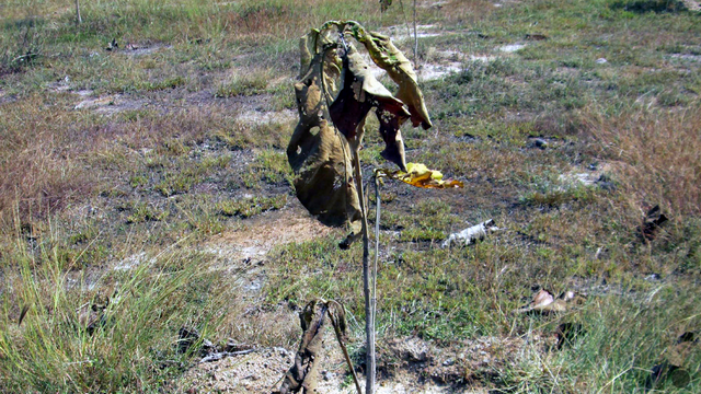 Rastliny strácajú svoju zelenú farbu. Je to vidieť aj z vesmíru