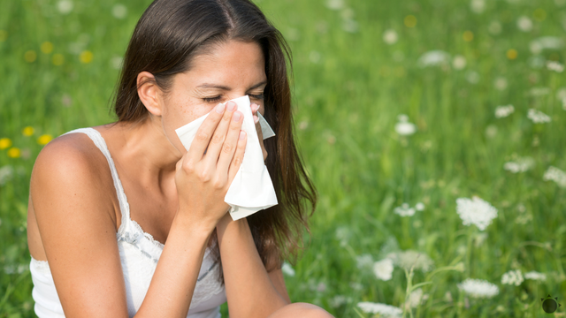 Toto alergikov nepoteší: Koncentrácie peľu stúpnu