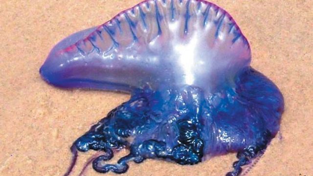 Európske pláže zamorili jedovaté exotické medúzy: V týchto destináciách buďte opatrní