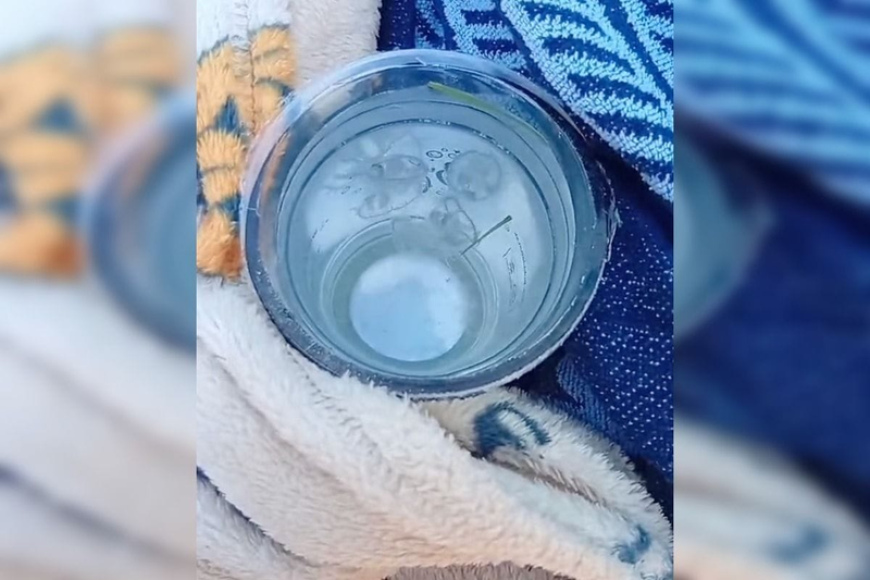 Medúzka na Zlatých pieskoch a Draždiaku, foto: FB Bratislavak