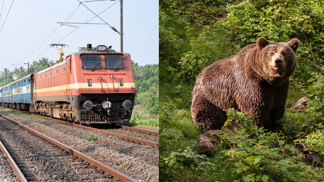 KREMNICA: Vlak nad mestom zrazil medvedicu. Tá s mláďatami ušla do lesa