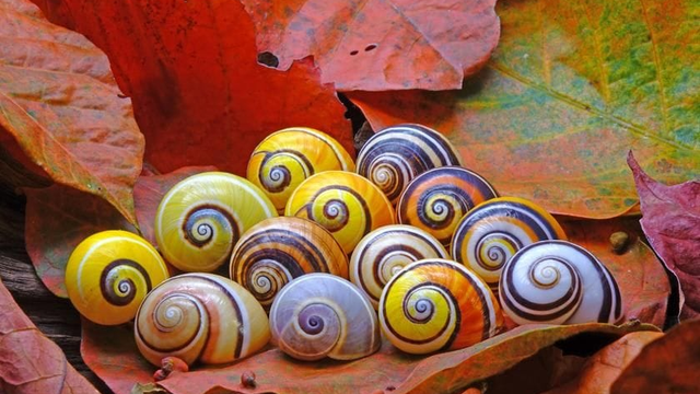 Tieto slimáky sú najkrajšie na svete. Pre svoju krásu však môžu vyhynúť
