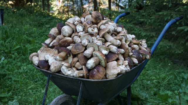 Hubár na Liptove nazbieral plný fúrik hríbov. Ľudia sa do lesa boja kvôli medveďom