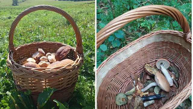 Slovenskí hubári si sezónu lokálne pochvaľujú. Kde na východe nie je núdza o huby?