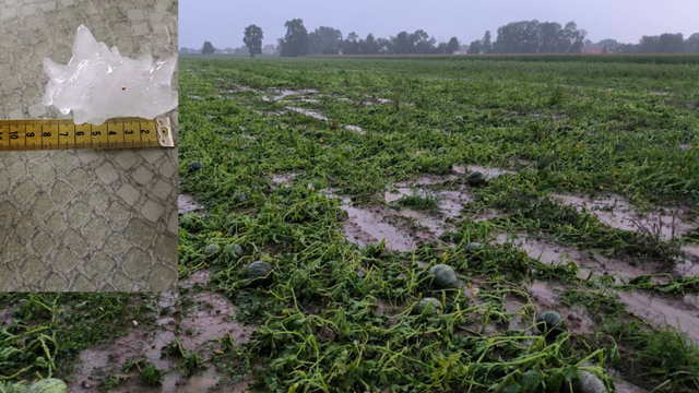Bola to katastrofa. Krúpy mali 8 cm a pomlátili úrodu