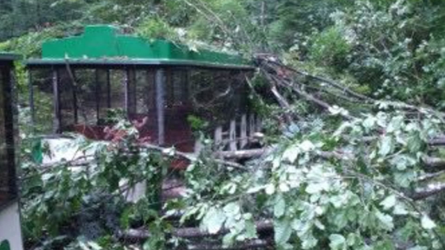 Nešťastie na Morave: Strom spadol na turistický vláčik. Ženu previezli do nemocnice