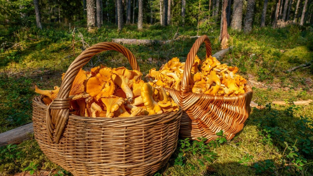 Hor sa na huby: Začala sa hubárska sezóna.  Môže za to predošlé daždivé počasie