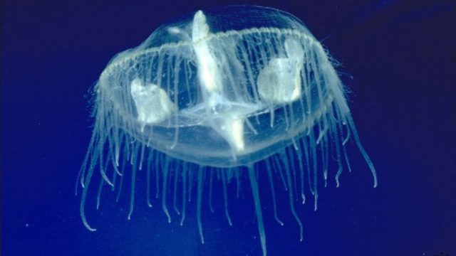 V slovenských jazerách sa objavili MEDÚZY: Čím sú nebezpečné?