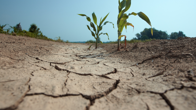 Toto bude najsuchší rok za takmer 100 rokov. Vysoké teploty ničia všetko