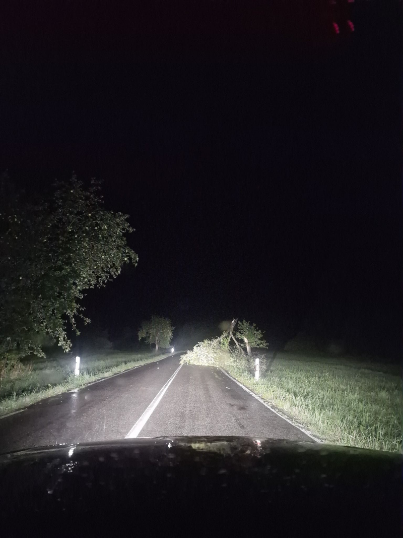 zlomený strom, foto: Nikolas Mikel