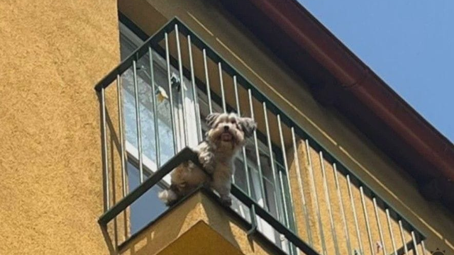 V Ostrave bojovali o život psa uväzneného na rozpálenom balkóne