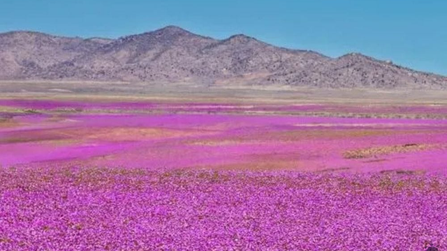 Na najsuchšej púšti sveta sa chystá veľká udalosť. Rozkvitnú vzácne púštne kvety