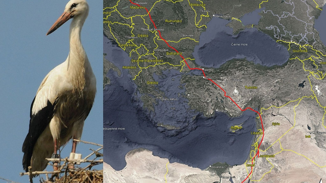 Leto končí a vie to aj príroda: Prvý bocian zo Slovenska dorazil do Afriky