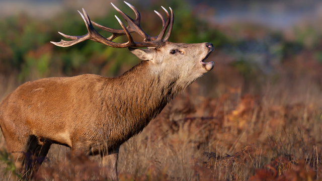 Jeseň definitívne začína. V slovenských lesoch je už počuť jeleniu ruju