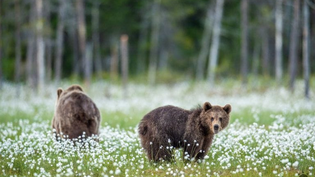 Mesto varuje: Medvedica s mláďatami bola pozorovaná pri domoch