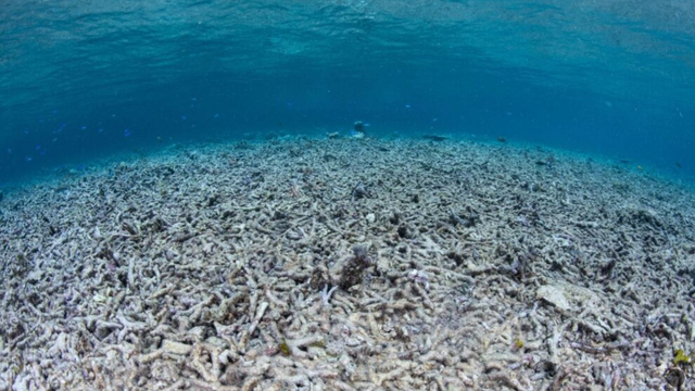 Kyslosť oceánov už prekročila kritickú hranicu. Vedci bijú na poplach