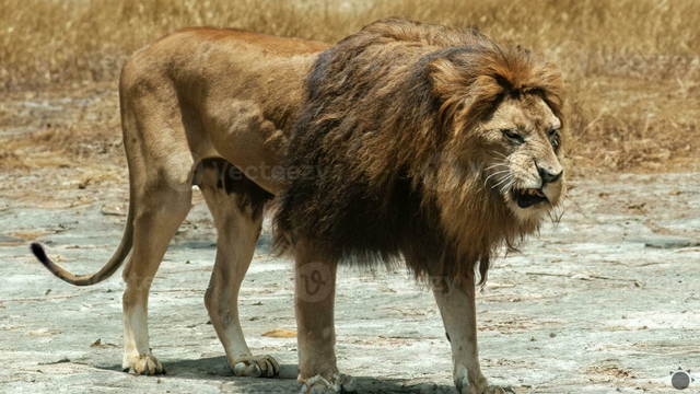 India má veľký problém s levmi. Ľuďom miznú deti