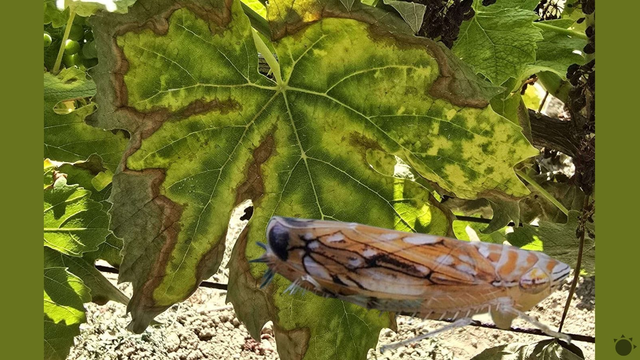 Slovenské vinice ohrozuje nebezpečná choroba: Proti zlatému žltnutiu neexistuje postrek