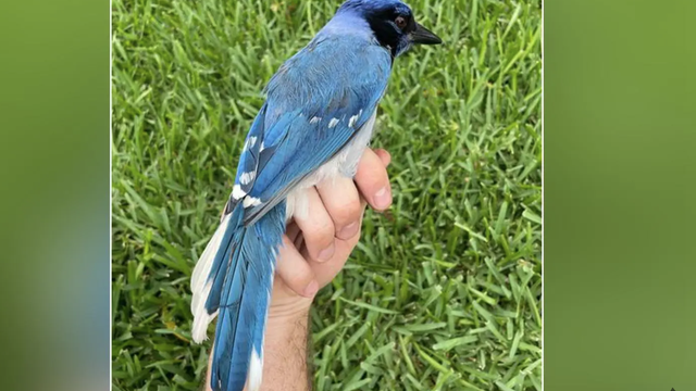 Vedci objavili prvého vtáčieho hybrida spojeného s klimatickými zmenami