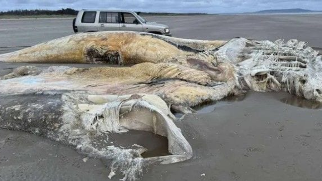 Na britskú pláž vyplavilo obrovské telo morského obra. Niektorí si mysleli, že ide o draka